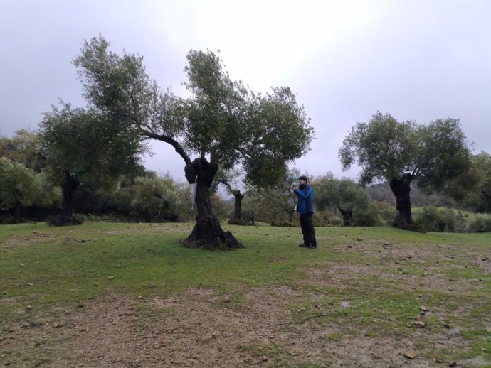 Jaén.- Investigadores de la UJA comprueban la efectividad de las hormigas contra las dos principales plagas del olivo