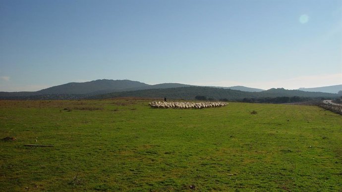 DOP Torta del Casar, Casar de Cáceres, rebaño
