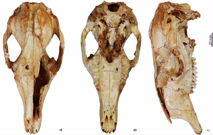 Cráneo de un canguro trepador de árboles fósil recién identificado.