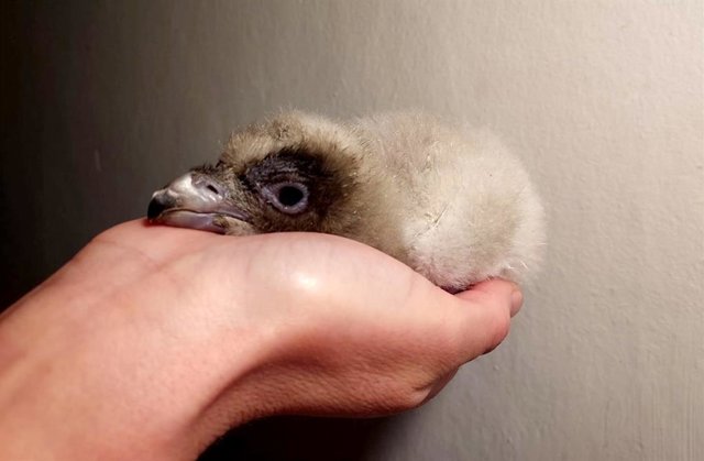 El quebrantahuesos Guinness.