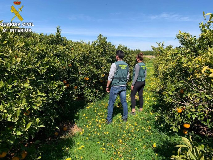 Agentes en un campo de naranjas