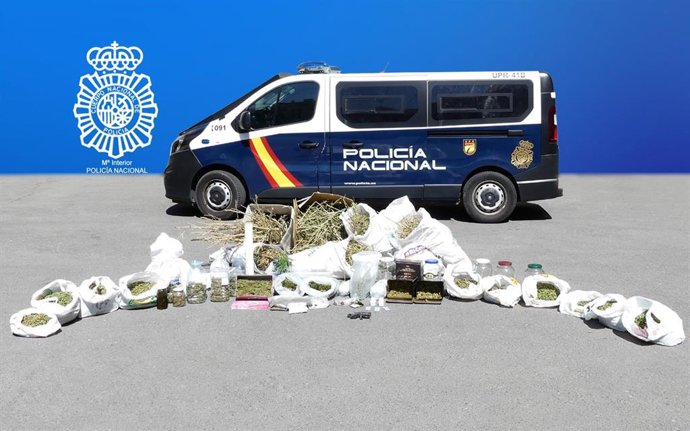 Plantas de marihuana intervenidas en la operación.