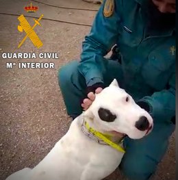 Uno de los perros intervenidos con las orejas cortadas