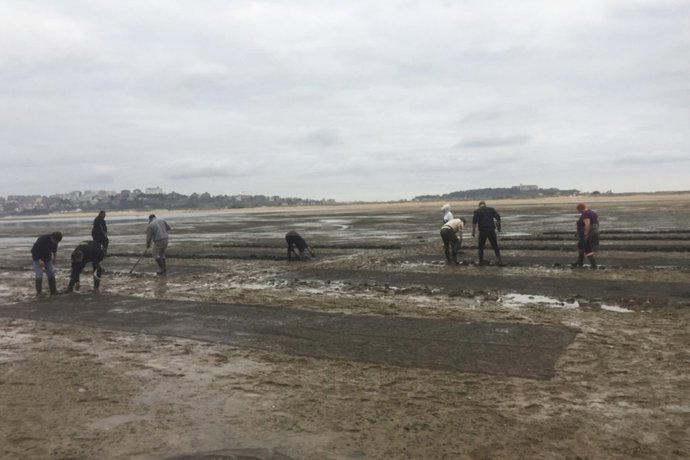 Archivo - Siembra de semillas de almeja