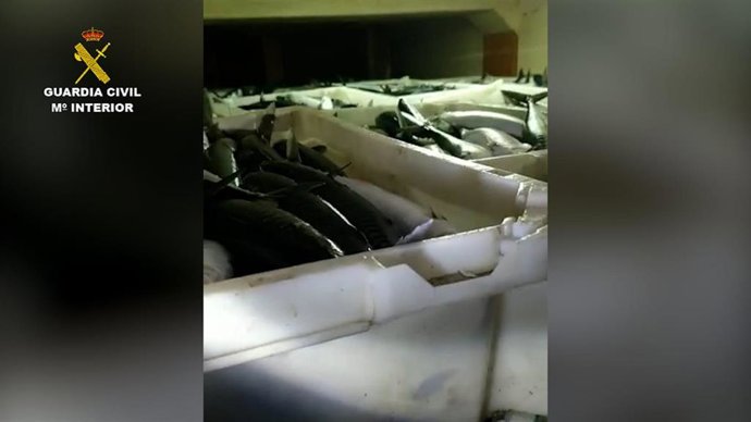 Cajas con caballa interceptadas por la Guardia Civil a un pesquero de Muros (A Coruña) sin registrar.