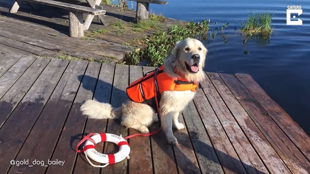 perro "socorrista" se toma muy en serio sus y convertirse campeón de salvamento acuático