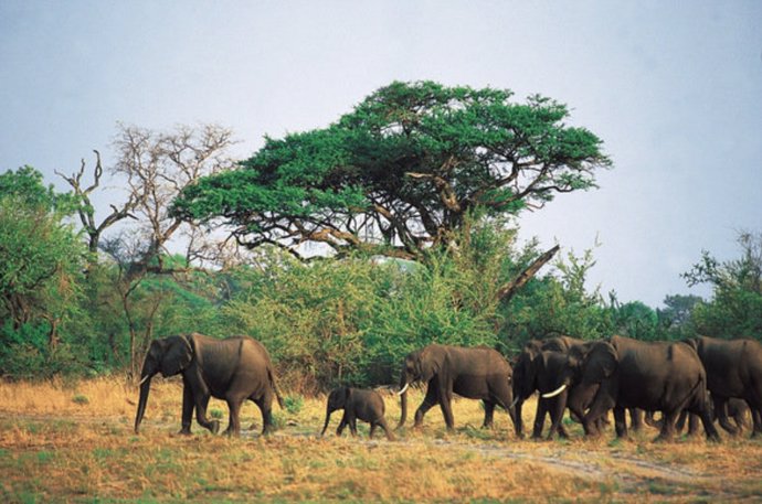Archivo - Elefantes en Botsuana
