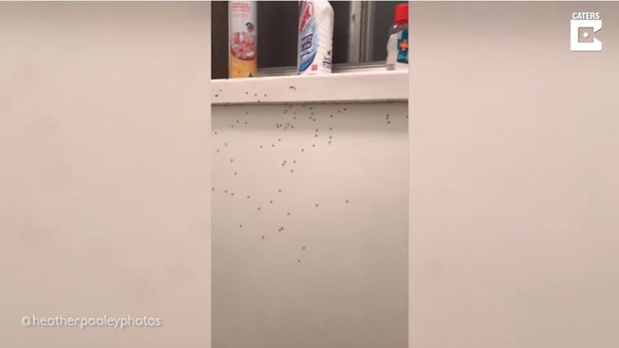 Esto es lo que puede pasar si vives en una casa en Australia y se inunda el jardín