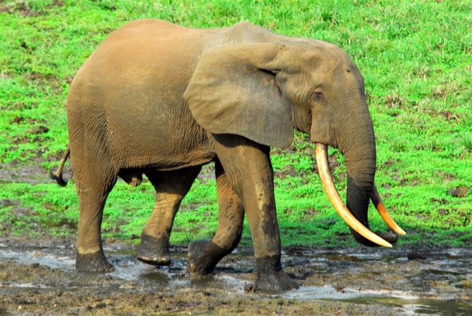 Ejemplar de elefante de bosque africano, declarado en "estado crítico" de conservación por la lista roja de la Unión Internacional de Conservación de la Naturaleza (IUCN).