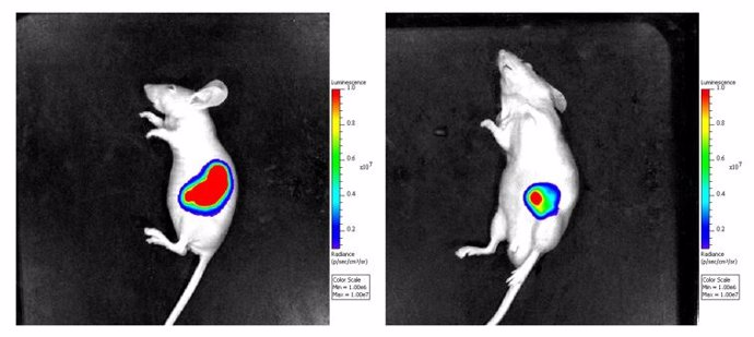 El grupo de ratones tratados con imipramina (derecha) desarrollan tumores más pequeños que el grupo control (izquierda)