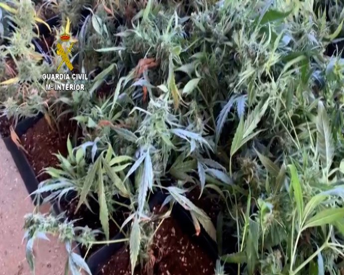 Remitiendo Np Opc Huelva "La Guardia Civil Interviene 318 Plantas De Marihuana En Una Casa De Campo Situada En El Término Municipal De Trigueros"
