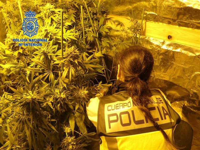 Una agente de la Policía Nacional al intervenir en una plantación de marihuana.