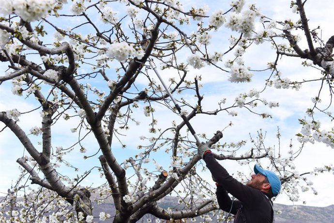 Un agricultor, Miguel Domínguez poda un cerezo durante su floración en una de las sierras del Valle del Jerte en Valdastillas, Cáceres, Extremadura, (España), a 19 de marzo de 2021. Más de un millón y medio de cerezos florecen cubriendo de un manto blan