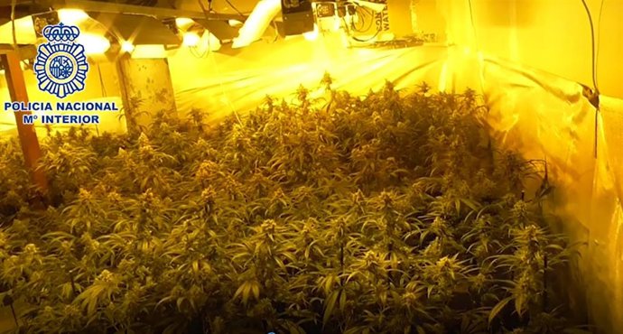 Una de las plantaciones de marihuana desmanteladas otra vez en la Cañada Real Galiana