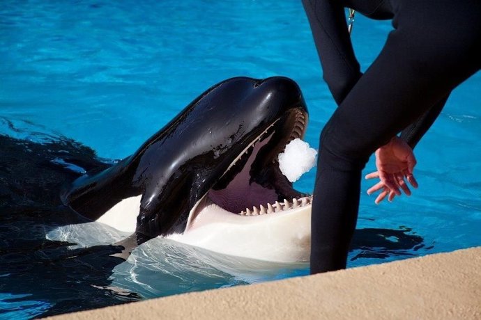 Loro Parque participa en un estudio