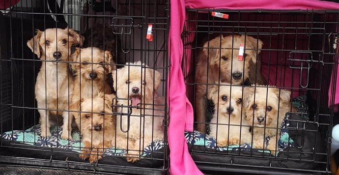 Perros rescatados de un piso  de Oviedo donde convivían 39 canes y 17 gatos, cuya dueña sufre 'síndrome de Noé'