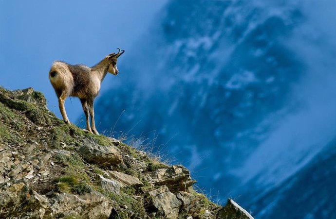 El programa de Exposiciones Itinerantes de la DPH ofrecen cuatro nuevas muestras sobre flora y fauna del Pirineo.