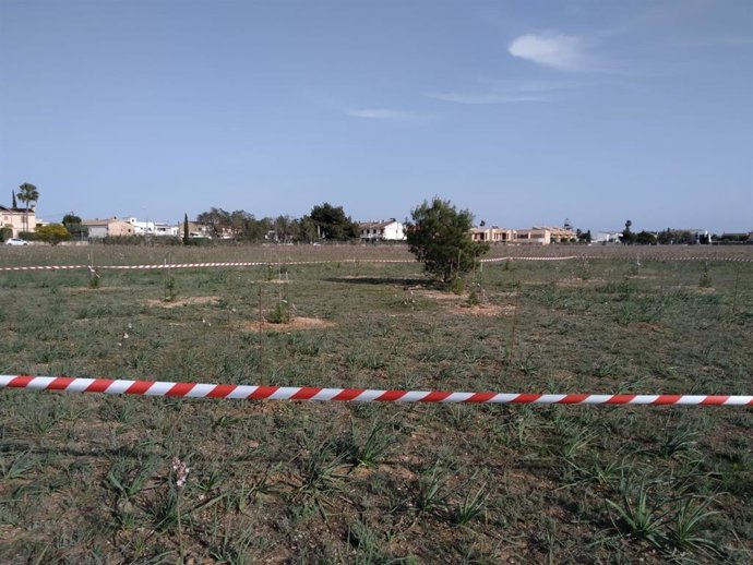 Pinos sembrados en Son Bonet por la plataforma vecinal.