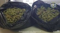 Policía Local de Sevilla interviene 500 plantas y diez kilos de cogollos de marihuana en varias acciones en Polígono Sur