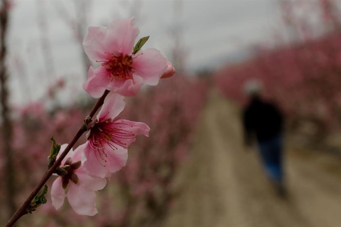 Flores de melocotoneros en una finca de Cieza, Murcia