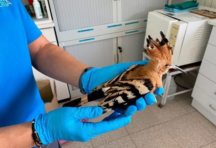 Ejemplar de abubilla (Upupa epops) atendida en el Centro de Fauna de Vallcalent (Lleida).