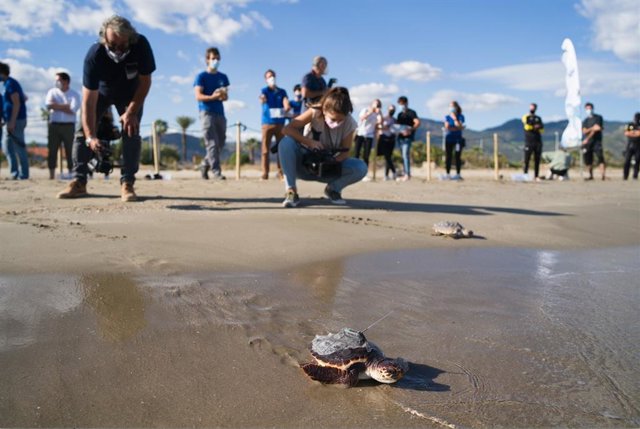 Las tortugas soltadas en El Serradal siguen su camino por el Mediterráneo