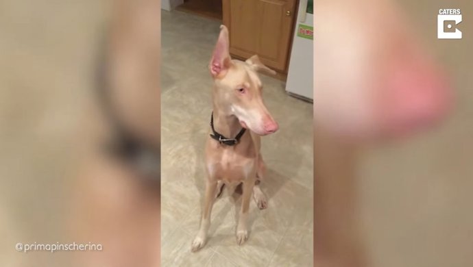 Conoce a Prima, una dóberman albina de cuatro años a la que muchos confunden con un galgo