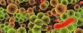 Foto: Trasplantar microbiota fecal mejora la barrera intestinal en personas con VIH