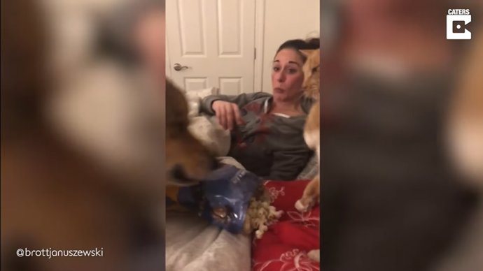 Este perro carga contra un gato para evitar que coja palomitas de una bolsa dando lugar a un vídeo viral