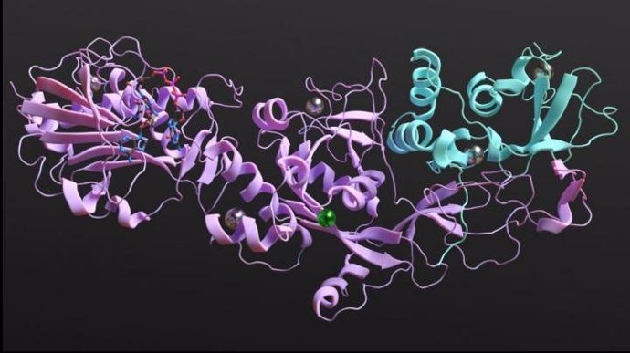Interferir con la unión de nsp14 y con el complejo proteico nsp10-nsp14 es el objetivo de la investigación más reciente de ITQB NOVA en COVID-19