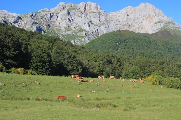 Paisaje. Montañas, praderas, animales.
