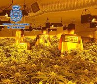 Siete detenidos de dos clanes tras intervenir 1.324 plantas de marihuana en Almería y Tabernas