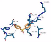 Foto: Los actuales sustitutos del bisfenol-A también provocan alteraciones metabólicas