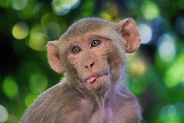 Macaco Rhesus