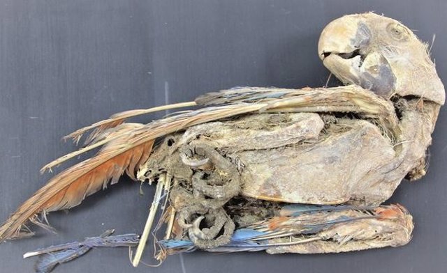 Guacamayo escarlata momificado recuperado de Pica 8 en el norte de Chile.