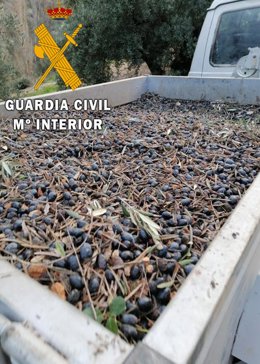 Aceituna recuperada por la Guardia Civil.