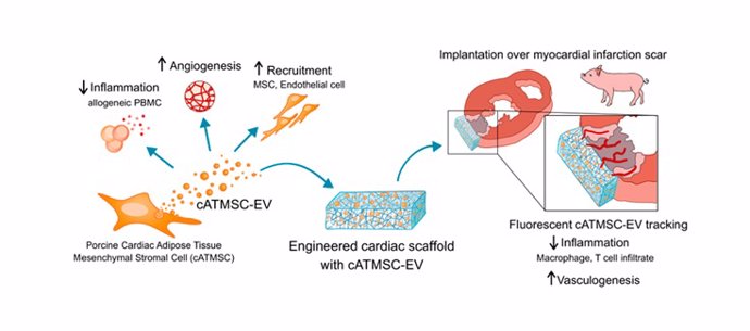 Bioimplantes con vesículas extracelulares de células madre para controlar y favorecer la reparación del músculo cardiaco después de un infarto