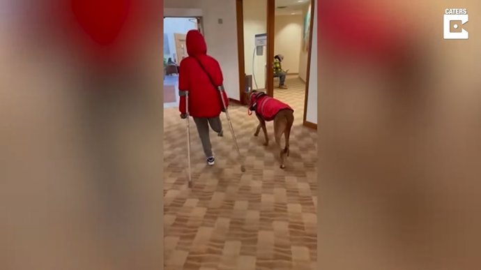 Conoce a Dexter, el perro crestado rodesiano que está cambiando la vida de un niño de 10 años al que le falta una pierna