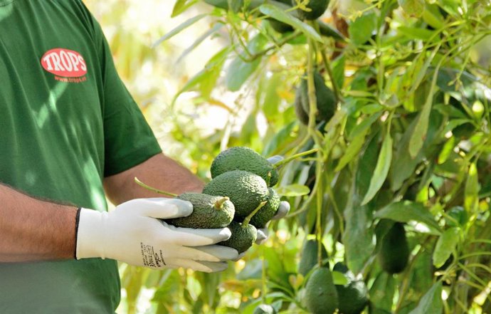 Recolección de aguacates por parte de un trabajador de Trops