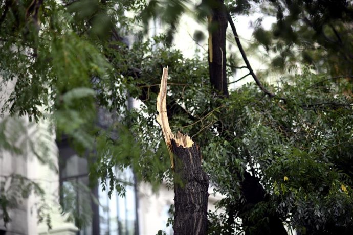 Archivo - Rama partida de un árbol e