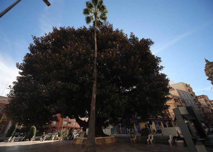 Archivo - Imagen de archivo de un ficus