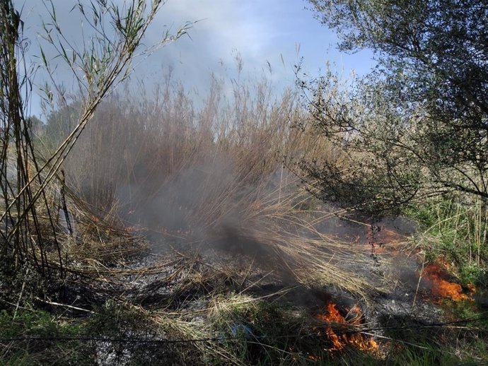 Incendio forestal en Selva (Mallorca).