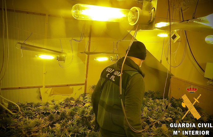 Marihuana intervenida en la operación 'Chorimor'