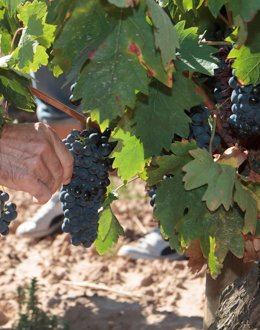 Archivo - UVAS RIOJA