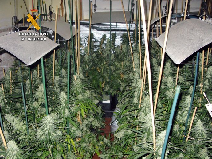 Plantación de marihuana desmantelada en una casa de Castro Urdiales