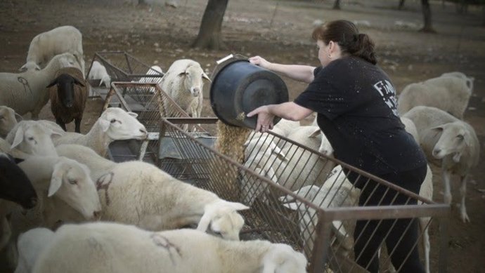 Una mujer alimentando al ganado