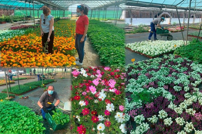 Archivo - Comienza el reparto de unas 37.000 plantas ornamentales de la Diputación de Cáceres a los municipios de la provincia