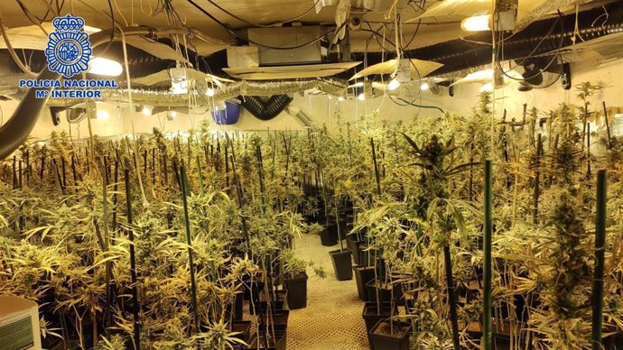 Desarticulado una banda que explotaba seis sofisticadas plantaciones 'indoor' de marihuana
