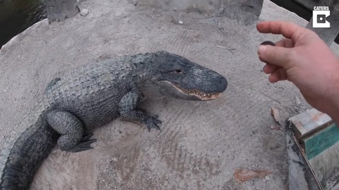 Conoce a The Gator Crusader, el hombre que ha logrado que un caimán responda a las órdenes poniendo voz de Macho Man