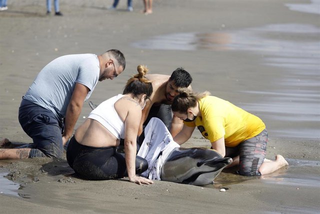 Varios bañistas ayudan a un delfín varado en la playa de la Misericordia en la barrida de Huelín